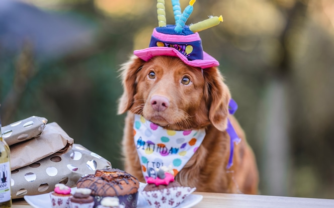 Kuchen zum Hundegeburtstag – Leckerlis der besonderen Art