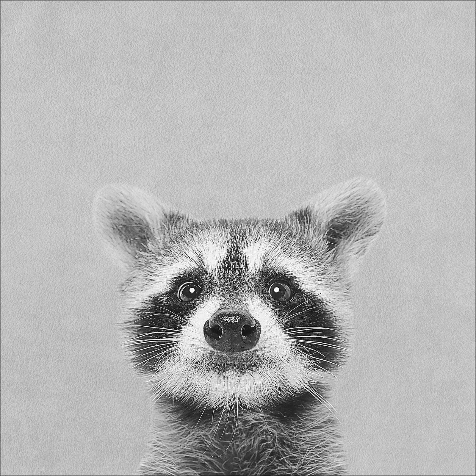 PRO ART Bild YOUNG RACOON 30 x 30 cm schwarz / weiß / grau