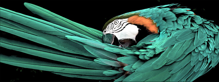 PRO ART Glas Art Bild GREEN PARROT 125 x 50 cm