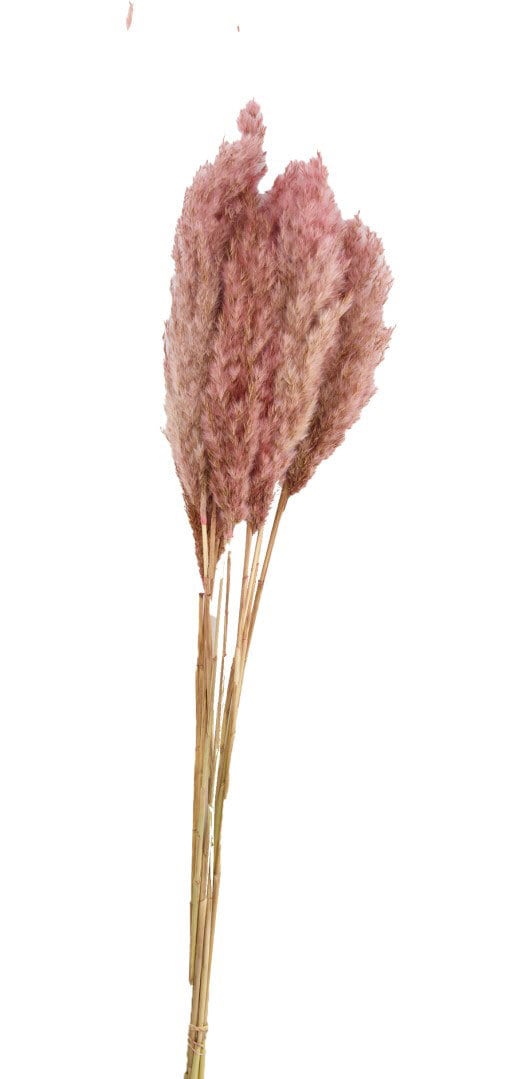Trockenpflanze Pampaswedel 80 cm rosa
