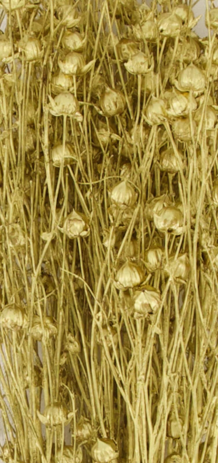 Trockenblumen Bündel VLAS 55,5 cm goldfarbig