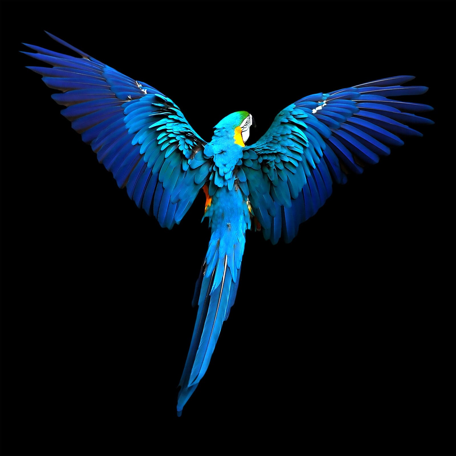 PRO ART Alu-Art Bild BLUE PARROT 98 x 98 cm mehrfarbig