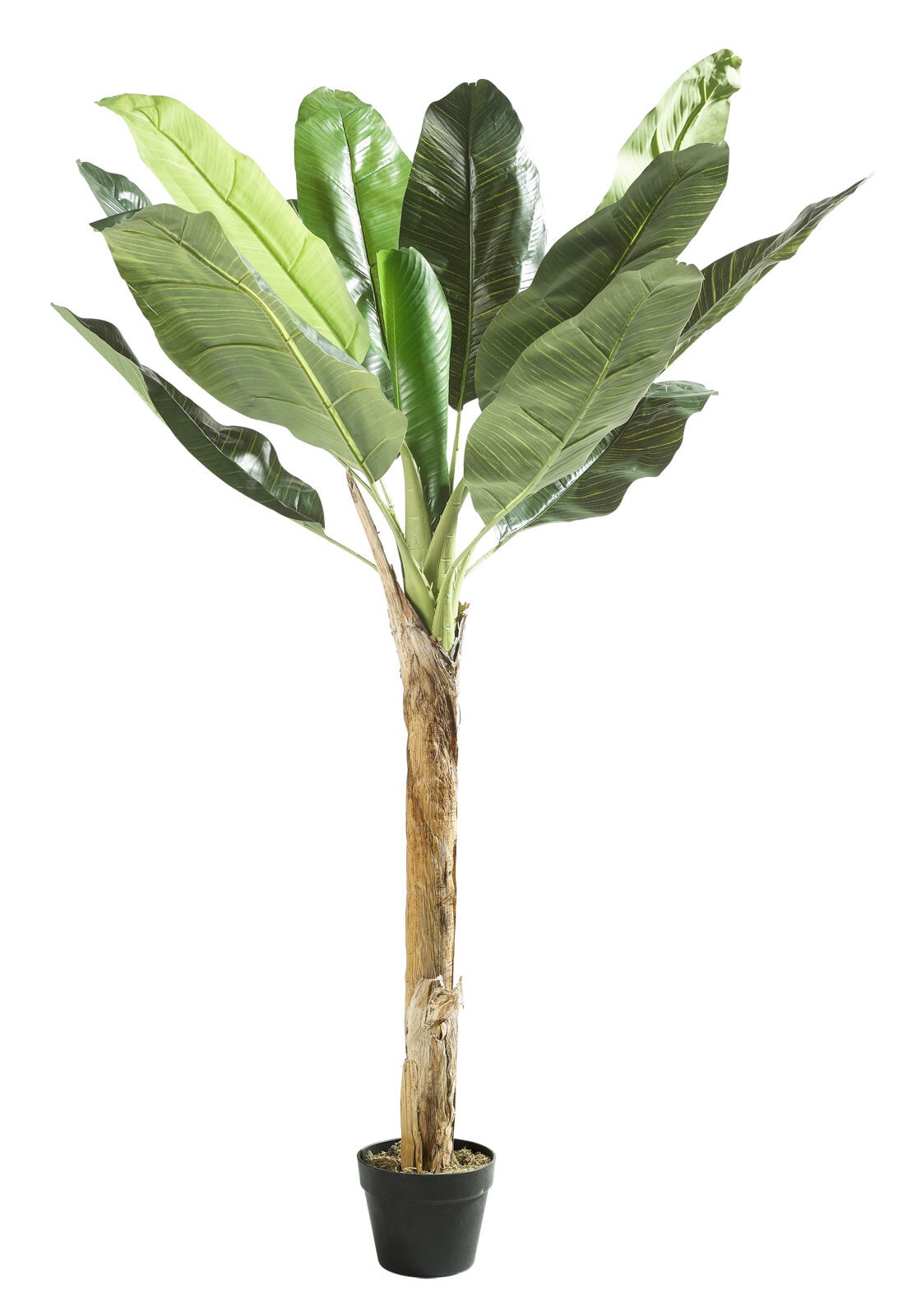 casaNOVA Kunstblume Bananenbaum 150 cm