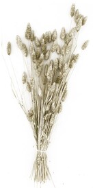 Trockenblumen Bündel PHALARIS 76 cm silberfarbig
