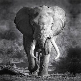 PRO ART Canvas-Art Bild GREY ELEPHANT HEAD 27 x 27 cm schwarz/ weiß