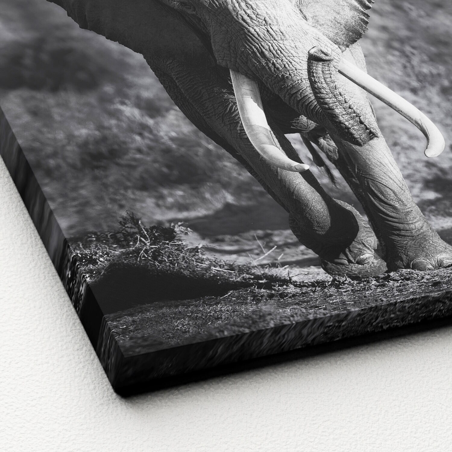 PRO ART Canvas-Art Bild GREY ELEPHANT HEAD 27 x 27 cm schwarz/ weiß
