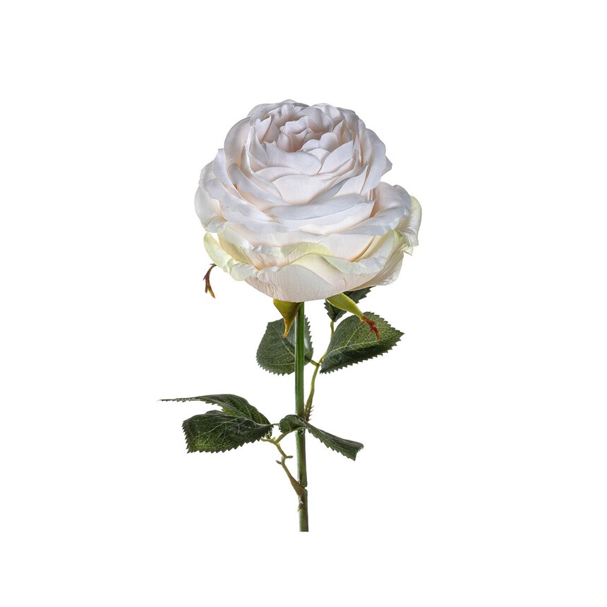 LEONARDO Rose POESIA 39 cm beige