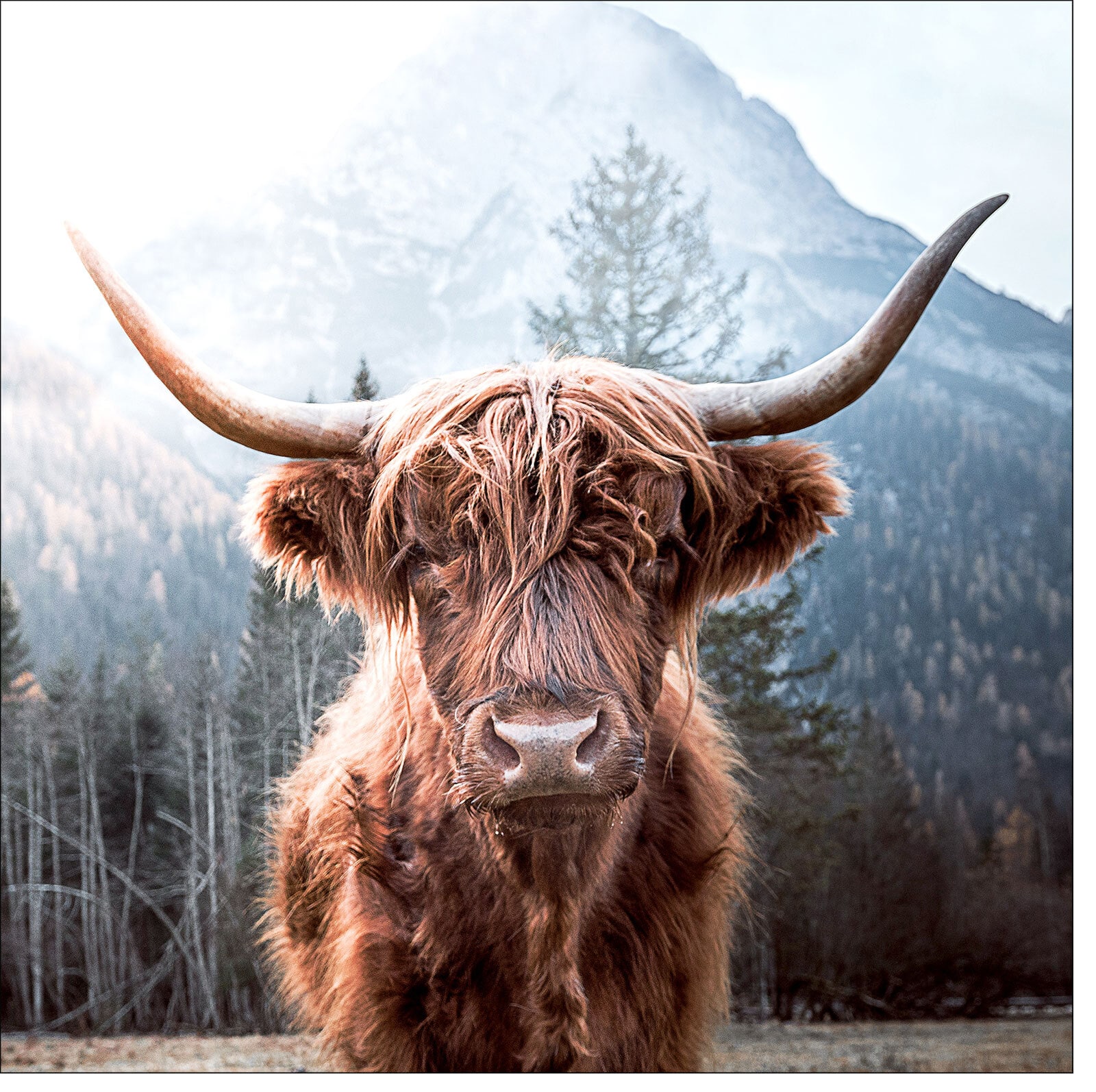 PRO ART Glas-Art Bild HIGHLAND CATTLE 20 x 20 cm