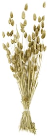 Trockenblumen Bündel PHALARIS 76 cm goldfarbig