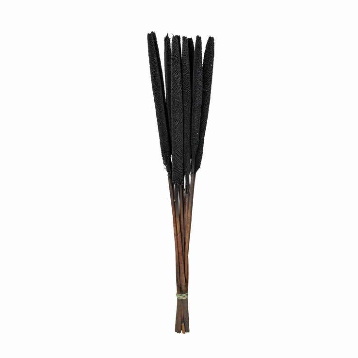 HOUSE OF NATURE Trockenblumen Bündel RÖHRICHT 75 cm schwarz