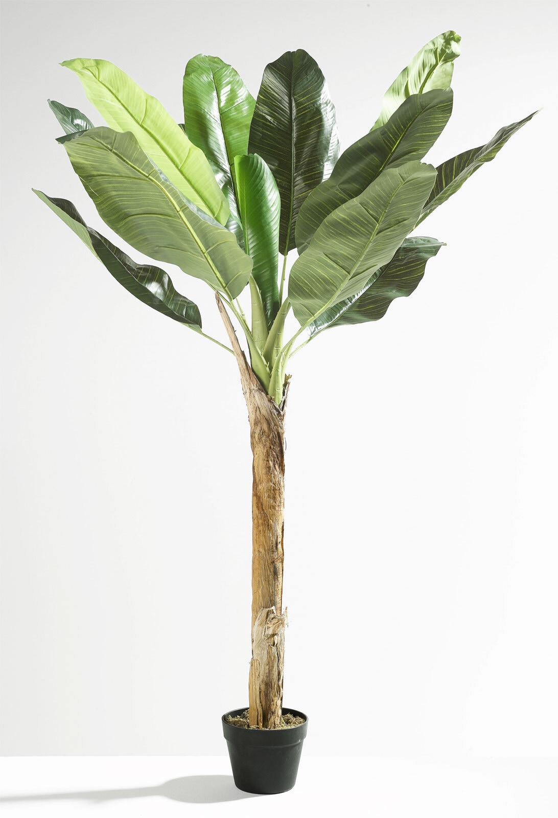 casaNOVA Kunstblume Bananenbaum 150 cm