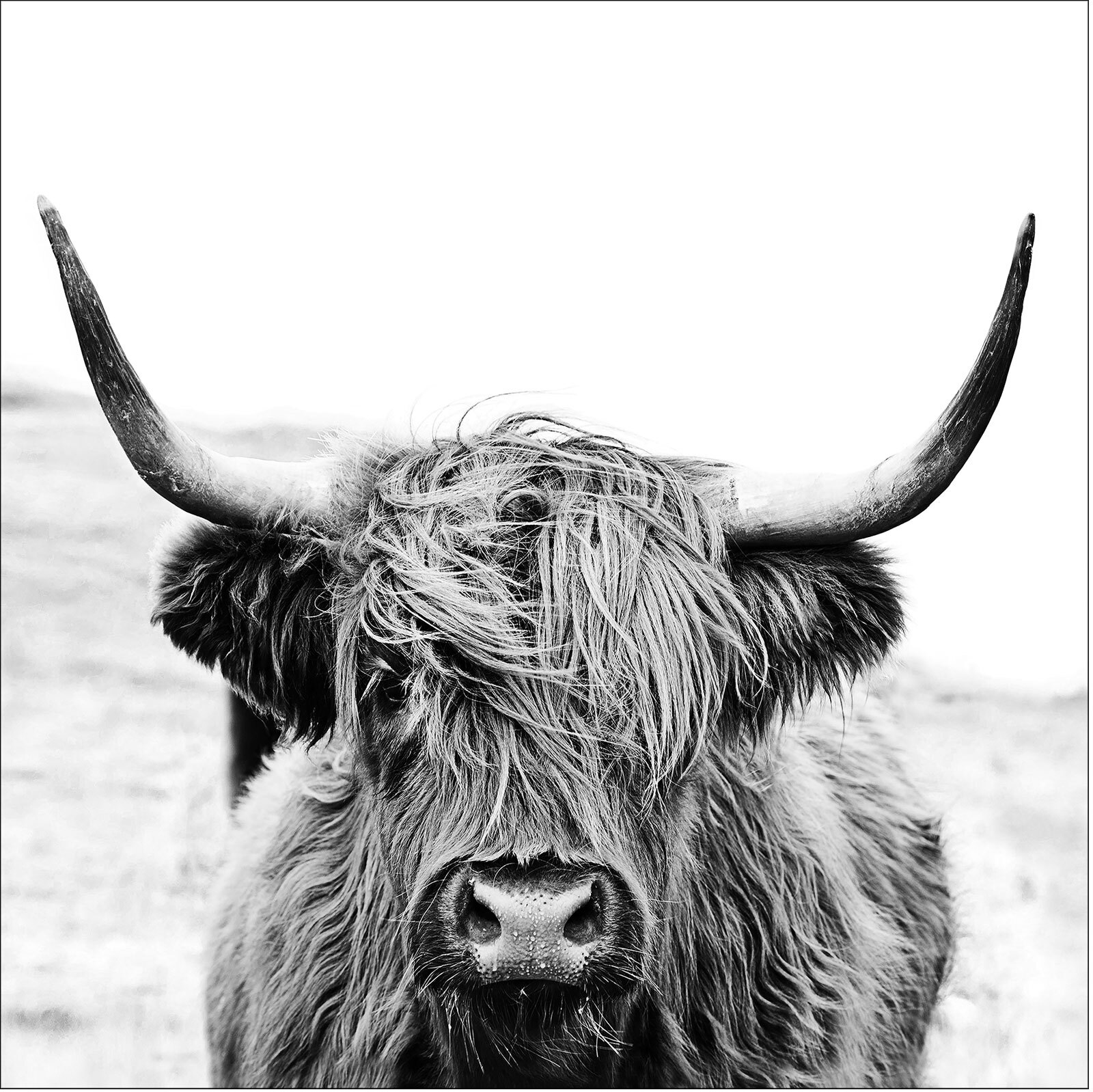 PRO ART Glas-Art Bild SCOTTISH HIGHLAND CATTLE II 50 x 50 cm