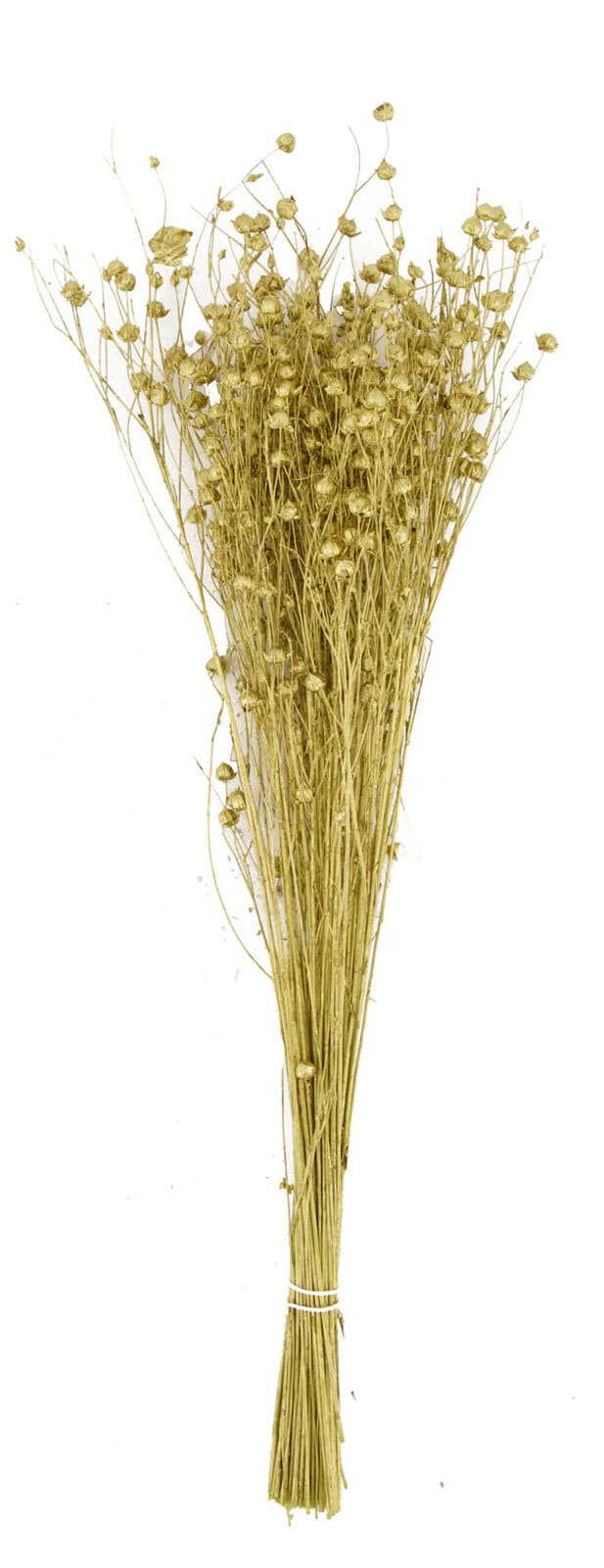 Trockenblumen Bündel VLAS 55,5 cm goldfarbig