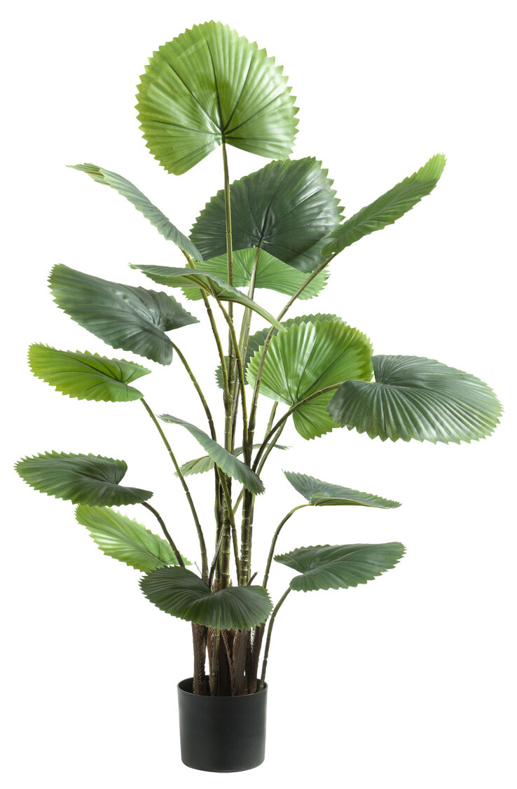 casaNOVA Kunstblume Fächerpalme 120 cm