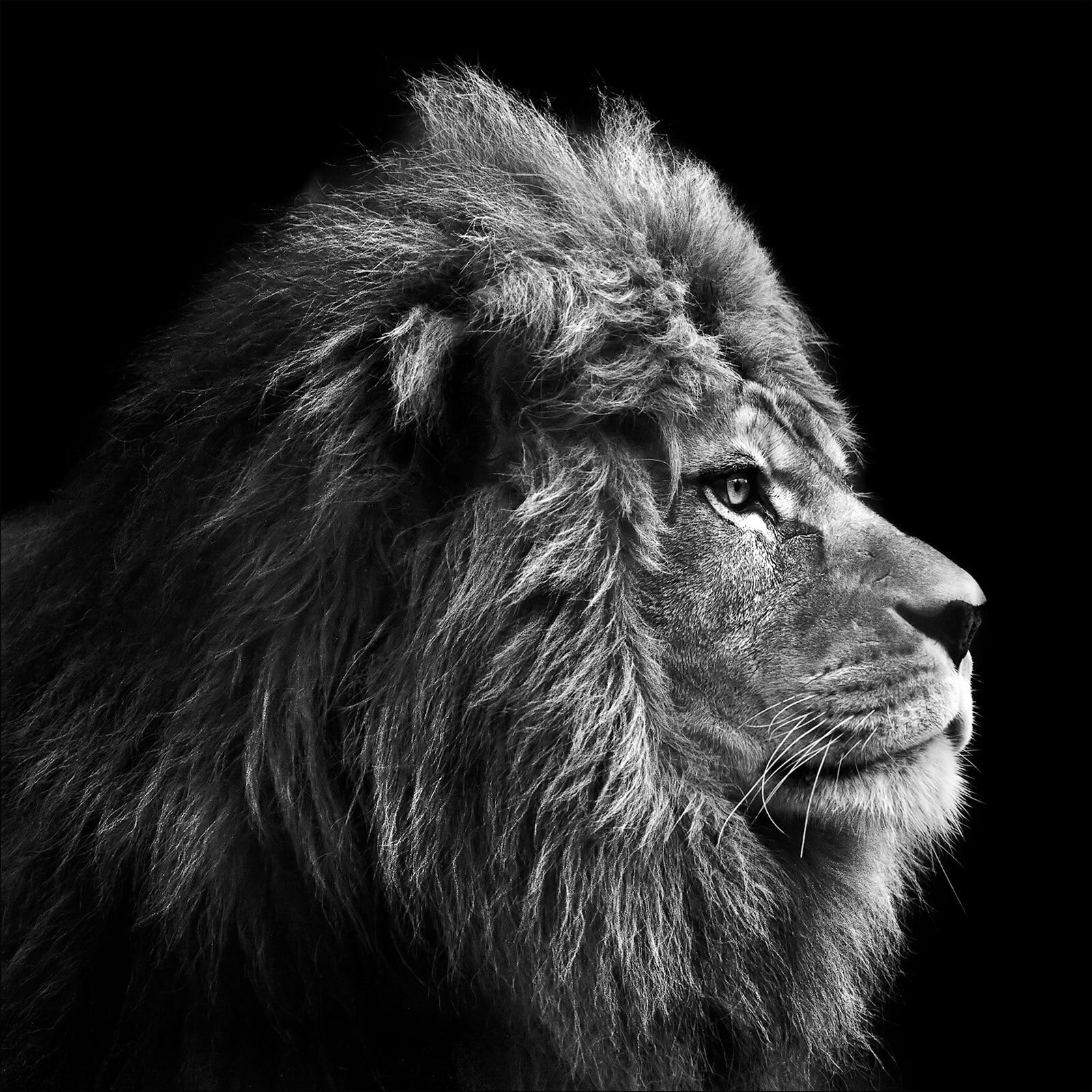 PRO ART Canvas-Art Bild GREY LION HEAD 27 x 27 cm schwarz/ weiß